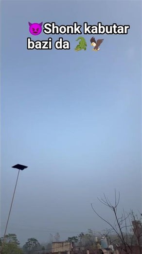 The baby flew away today 🕊️❤️‍🔥#kabootar #kabootarbazi #pigeon #birds #kabutarbazi