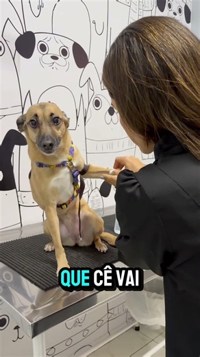 Cachorrinha "congela" de preocupação durante exame de sangue e reação diverte a web! 🐶🤣