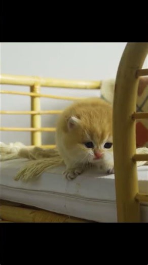 Emma had an Accident #munchkin #kitten