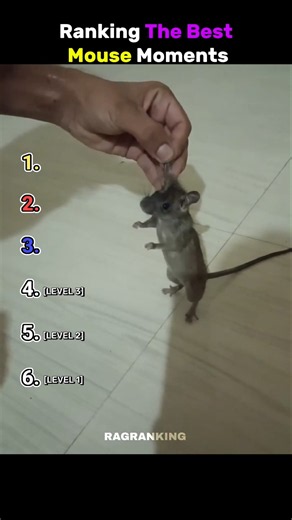 Ranking the best mouse moments