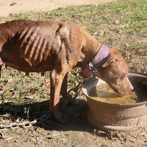 14K views · 136 reactions | Rescue Puppy Dragging its Rear Legs Accident Train.. Little Puppy Will Melt Your Heart | Wild Animal World | Facebook