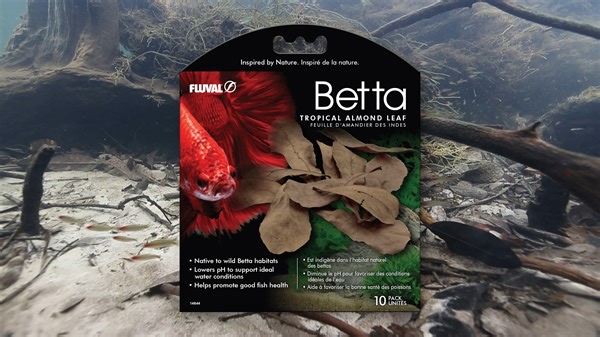 191 reactions · 11 comments | Add a slice of nature to your aquarium with Fluval Tropical Almond Leaves! Leaf litter is common in most aquatic habitats and is very beneficial to the wellbeing of the fish. Available in a convenient 10-pack format, Tropical Almond Leaves will bring a natural look to your aquarium while helping to establish ideal water conditions!  LEARN MORE: https://fluvalaquatics.com/us/shop/product/betta-tropical-almond-leaves-10-pack | Fluval | Facebook