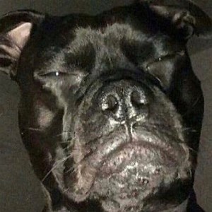 phasma - Twitch