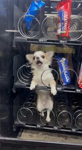 Howwww?? Poor dog is stuck! | Artificially Entertaining