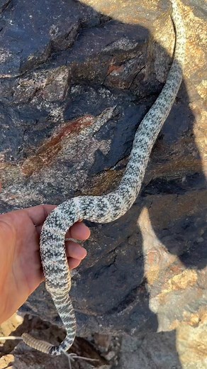 AZ Snake Removal on TikTok