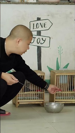 Small Daily Interactions to Tame Your Bird Faster | Hoat Hoa Mi