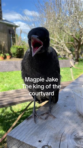 Baby Jake the Magpie and all his fur friends. This was our rescue magpie who we tried to reunite with his family 3 times unsuccesfully. Unfortunately he had a broken wing from a suspected fox attack. We took him to the vet for treatment. He lived with us for 3 months and due to his injuries he never learnt to fly. He was an amazing bird and a real friend. #australia #magpie #bird #rescue #rip