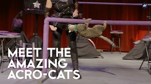 Meet The Amazing Acro-Cats, an all-cat circus troupe