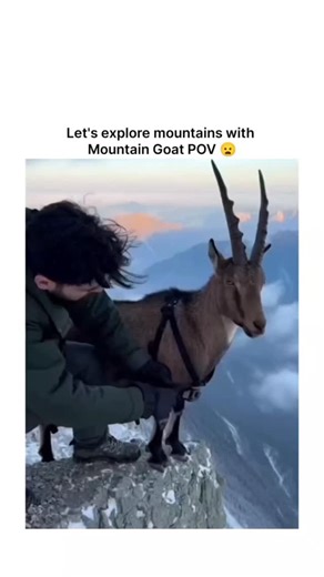 Global Reels on Instagram: "This video gives a rare and mind-bending perspective as a man attaches a POV camera to a mountain goat, turning the animal into our guide and revealing how these incredible climbers seem to completely defy gravity. From the very first seconds, the footage feels unreal-the ground drops away, rocky ledges blur past, and steep mountain faces that look impossible to humans become effortless pathways for the goat. The camera shakes with speed as the goat runs downhill, hop