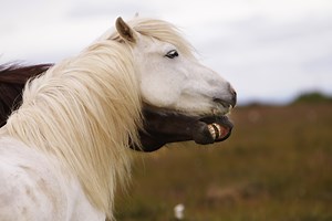 Meet The Icelandic Horse