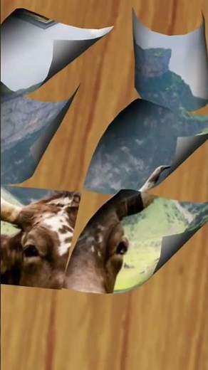mooing sounds videos cows realistic sound effect of cow video effects animal pictures ambient