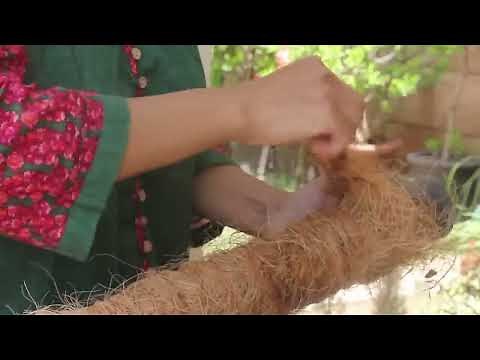 DIY Coir Sticks for Money Plant Climbing – Easy & Durable Coco Coir Tutorial