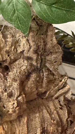 Anthonys Arachnids on Instagram: "Togo Starburst (Heteroscodra maculata) — Species Facts • Native to West Africa, living high in trees and hollow logs • Famous for its high-contrast black, white, and silver patterning that provides excellent camouflage on bark • Arboreal Old World species — no urticating hairs, relies on speed and defense • Extremely fast and alert, often retreating instantly into its hide • One of the best examples of natural camouflage in the tarantula hobby • Best suited for 