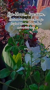 #trending#shortsfeed#song#feed#viral#fyp#minivlog#reels#rose#ytshorts#india#instagram#2k#