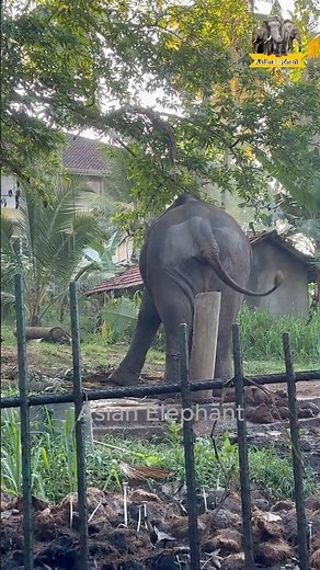 Asian Elephant Sanctuary Footage #asianelephant #wildlife