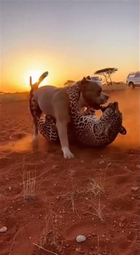 Pitbull vs Leopard: Ultimate Battle for Dominance! 🐾🔥