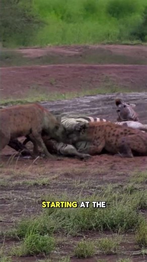 Hyenas' Brutal Hunt: A Painful Struggle for Survival