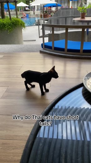 Thai Cats: The Unique HES7 Gene and Short Tails
