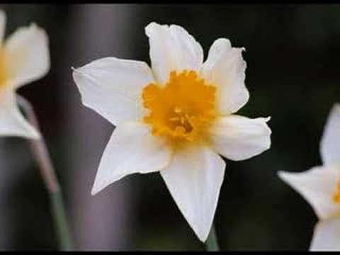 Amazing Grace --Harmonica