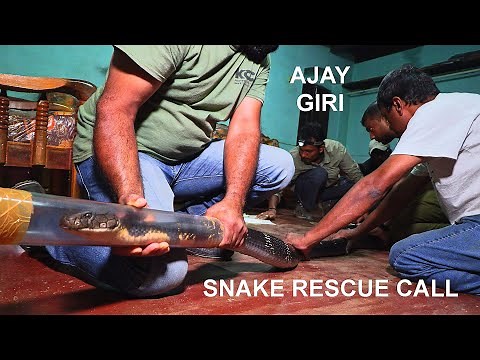 Ajay Giri rescues a big King cobra in Agumbe (India), filmed by Living Zoology, Snake Rescue Call