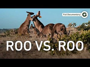 Just Kangaroos: Australia’s Most Extraordinary Animal | Full Documentary