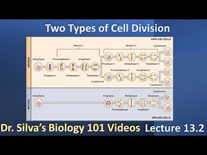 Lecture 13.2 – Two Types of Cell Division – Biol 101