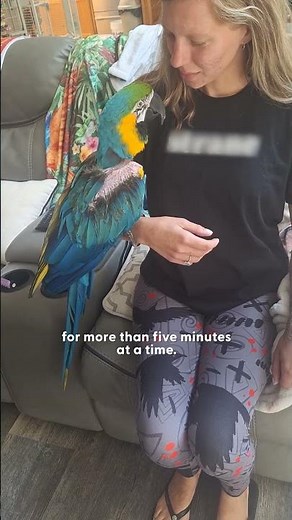 Grieving Parrot Watches Movies With His New Mom | The Dodo