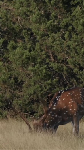 35K views · 1.1K reactions | Closing in on the end of our Summer Trophy Axis Hunts. There’s still plenty of trophy deer left at Ace that we will roll over to next season. If you are wanting to visit the Texas Hill Country and experience one of our Trophy Hunts, let’s make it happen! 1 hour from Fredericksburg, Tx and 2 hours from San Antonio. 12+ species of trophy exotics. Text or email (361)-449-5957 stexashuntingoutfitters@gmail.com | South Texas Hunting Outfitters | Facebook