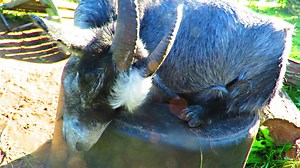 114 reactions · 16 comments | Did you know that goats are total party animals? It's Friday night, let's go see how these party goats are rocking out tonight. | Mia, the cutest baby goat in all of Denmark | Facebook