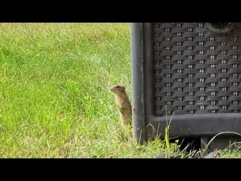 Up Close with a Ground Squirrel - Amazing Backyard Visitor