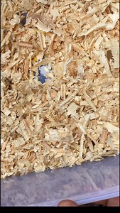 46K views · 488 reactions | “Hidden Pet Market in Chennai! | Birds,...