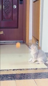 Cat calmly watches bouncing ball in Shaanxi Province, China