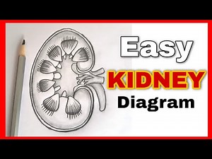 Kidney Diagram Drawing - Step by step | Kidney Science Diagram Drawing