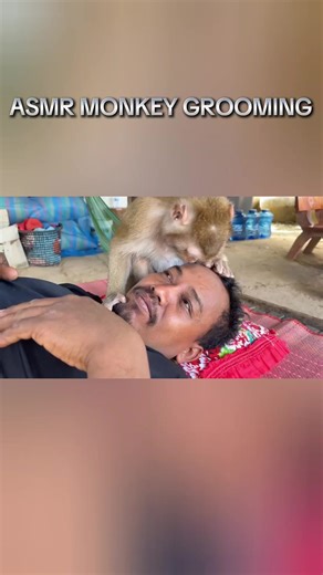 Vídeo de Monkeys Asmr (@monkeys.asmr5) relacionado a monkey