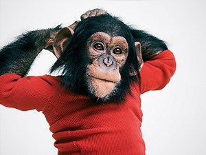 Project Nim - Apple TV