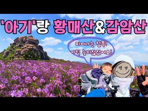 아이와 11km를 걸어 만난 철쭉군락지｜황매산-감암산-모산재