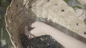 Woman picks grapes in a basket for making wine, slog video