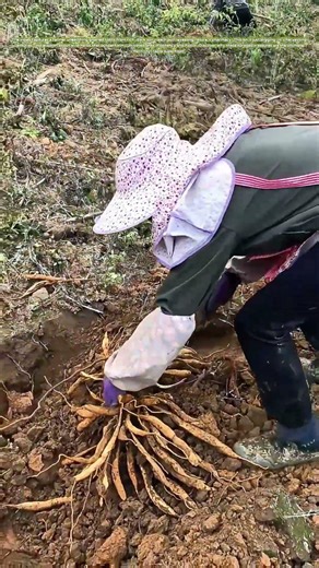 Digging for Gold: Why Wild Herbs Beat Store-Bought Every Time
