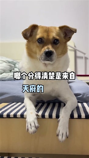 人，你这个可恶的资本家 关于小屁股刚刚到家的一些回忆#猪里猪气的小狗 #万物可爱计划 #萌宠出道计划 #dollar狗