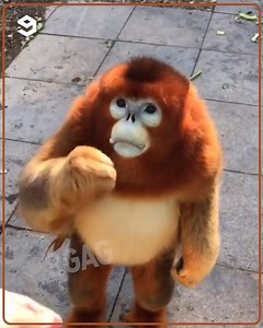 863K views · 19K reactions | It's like a cartoon character | 9GAG Cute | Facebook