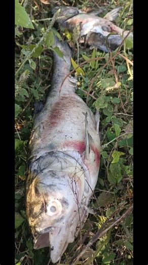 Karimajji Bhaskararao on Instagram: "Information ℹ️ share to video🙏"