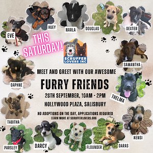 Join us at Hollywood Plaza Community Day at Salisbury this Saturday, September 28th, from 10 AM to 2 PM! Scruffer Lovers will be hosting a Meet and Greet with our adorable rescue dogs who are searching for their forever homes. Not into football? Come say hello to our newest and some longer term arrivals and chat with our team about the adoption process. If you find your perfect match, you can register your interest online www.scrufferlovers.org and an adoption application form will be sent throu