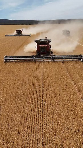 3.1K views · 1.2K reactions | This year we have added 2 x Next Gen machines to our fleet.. The Case IH AF10 and a New Holland CR11. How impressive are they working alongside each other at @excelfarmsau?! | Bourke Harvesting | Facebook