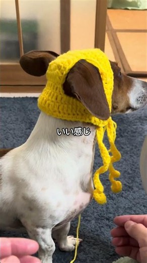 編み物初心者が愛犬用のピクミン風帽子を編んでみました👀もっとたくさん編むぞー✊#編み物初心者#犬用帽子#編み物帽子