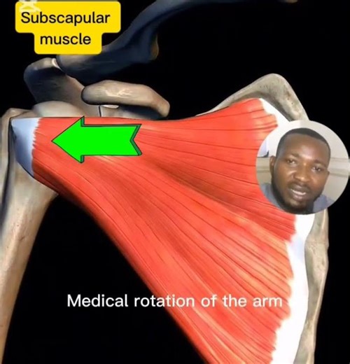 Subscapularis Muscle Anatomy Explained (origin, Insertion, Action, Innervation, Blood supply)