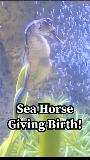 The Only Male That Gets Pregnant | Seahorse Birth Explained #facts #givingbirth #yosho