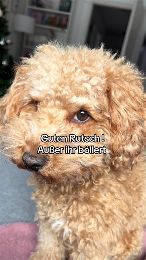 Guten Rutsch an alle die Rücksicht auf Tiere nehmen! 🤍 unkontrolliertes Böllern gehört da nicht dazu #silvester #dog #2026 #hundeliebe #neujahr