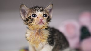 Is declawing cats inhumane? Ohio bill would outlaw practice. Alternatives, what to know