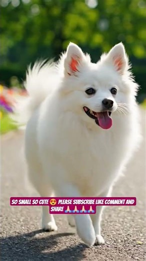 Pomeranian Puppy – Tiny Fluff Ball Full of Attitude 🐶✨ #shorts #ashishsaxena