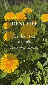 Les fleurs de pissenlit ✨ Le pissenlit, cette plante que tout le monde connaît, illumine nos prairies dès le printemps avec ses fleurs jaune vif. Mais saviez-vous que ces fleurs ne sont pas qu’un plaisir pour les yeux ? Elles sont aussi comestibles et pleines de bienfaits ! Les fleurs de pissenlit forment un capitule composé de nombreuses petites fleurs ligulées (en forme de languette) jaunes, serrées les unes contre les autres. La tige du pissenlit est creuse et non ramifiée. Ceci est un bon in